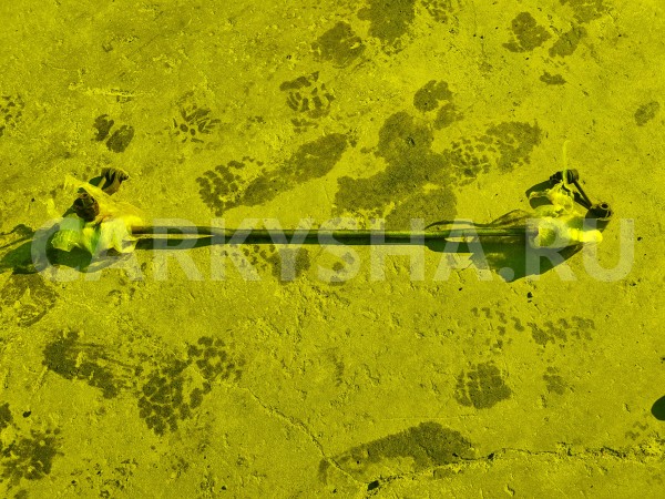 Стабилизатор Subaru Forester 